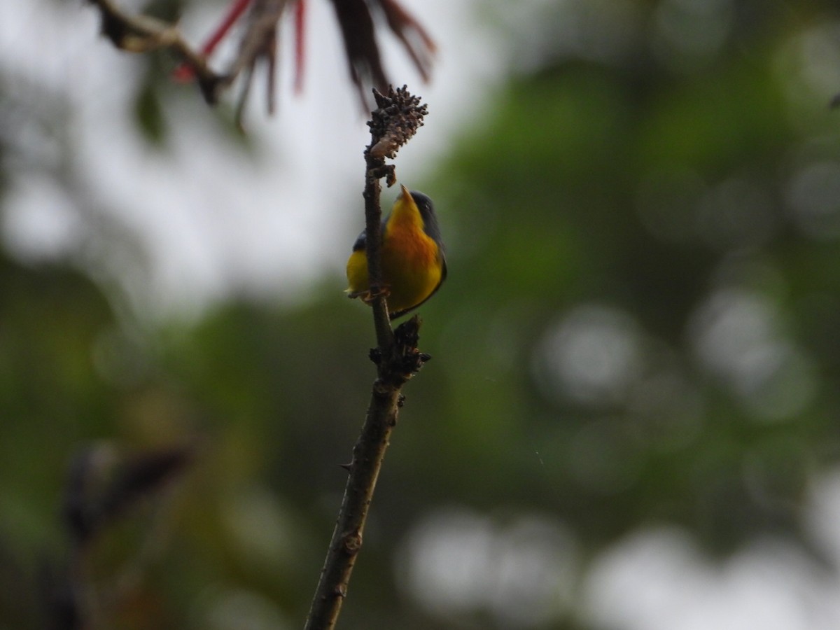 Tropical Parula - ML646080447
