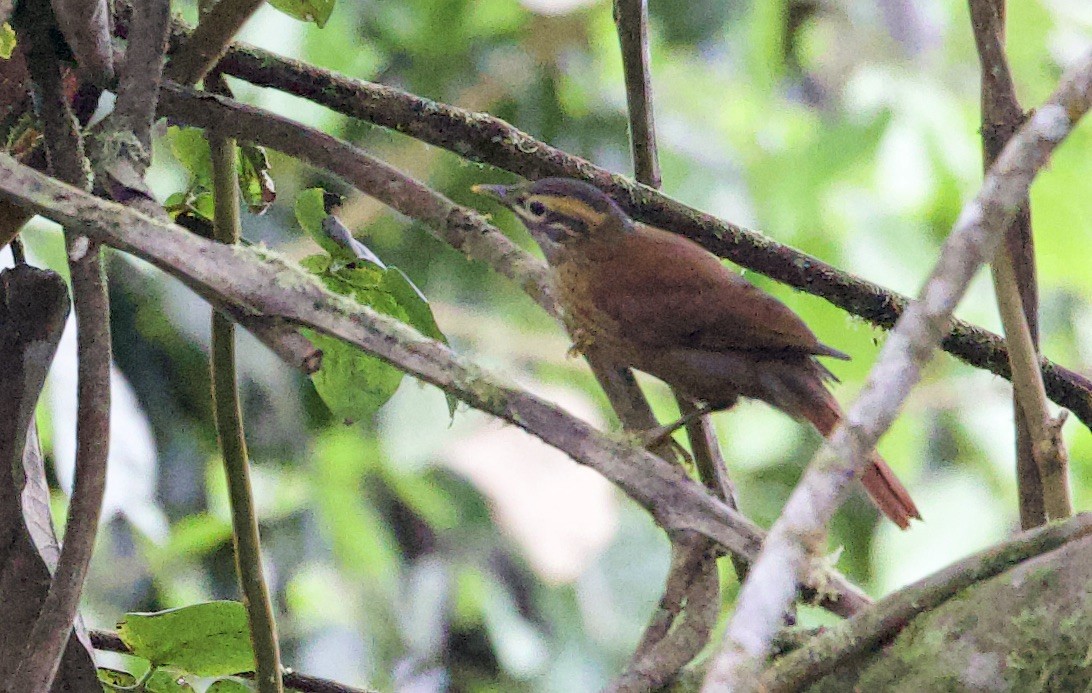 Scaly-throated Foliage-gleaner - ML646080448