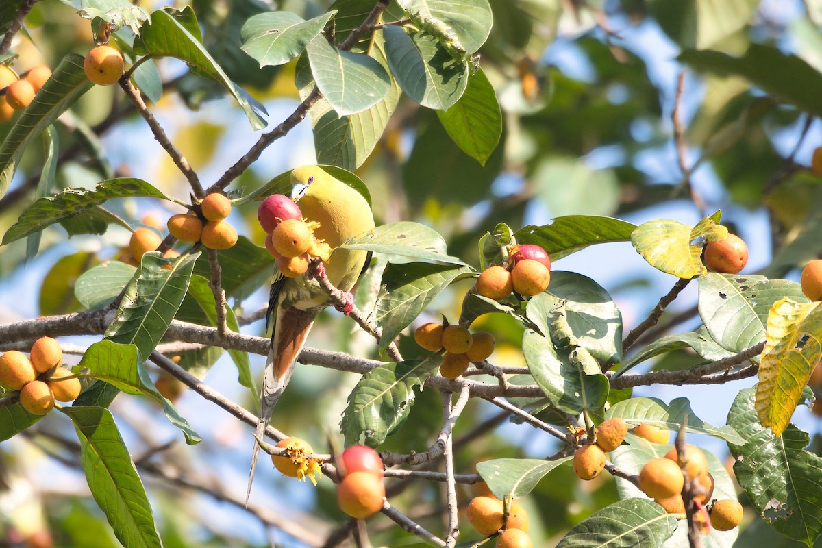 Vinago Rabudo - ML646080460