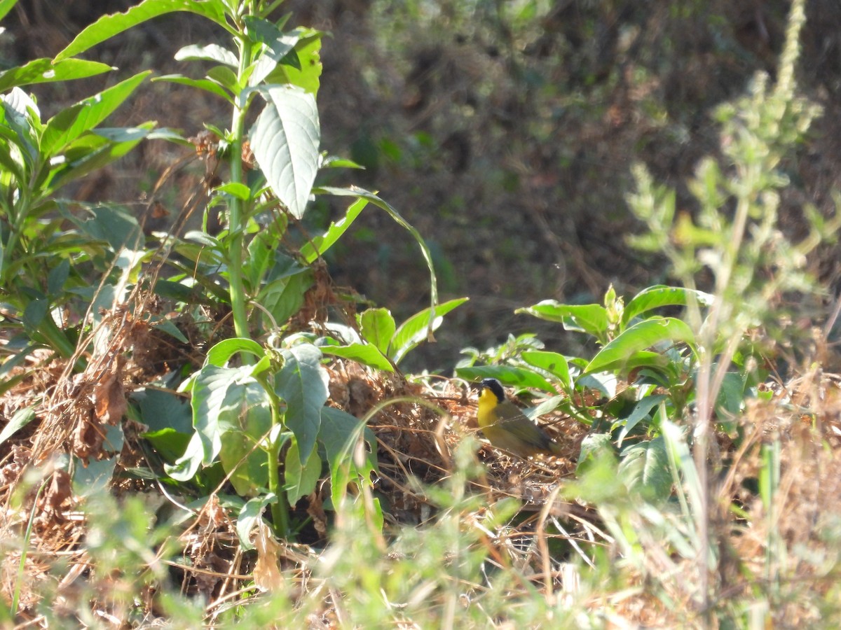 Common Yellowthroat - ML646080462