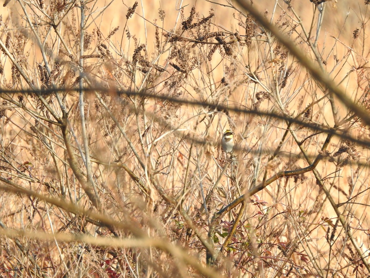 Yellow-throated Bunting - ML646080464