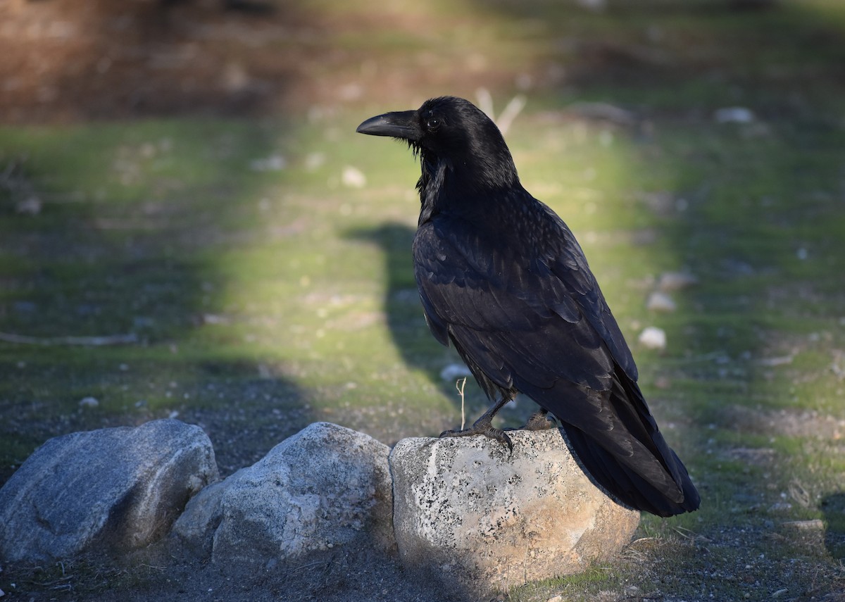 krkavec velký - ML646080469