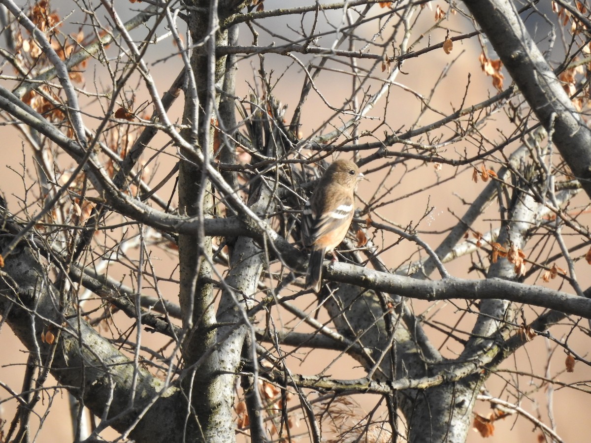 Long-tailed Rosefinch - ML646080473