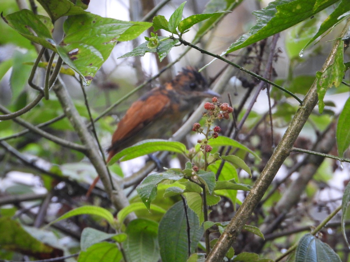 One-colored Becard - ML646080476