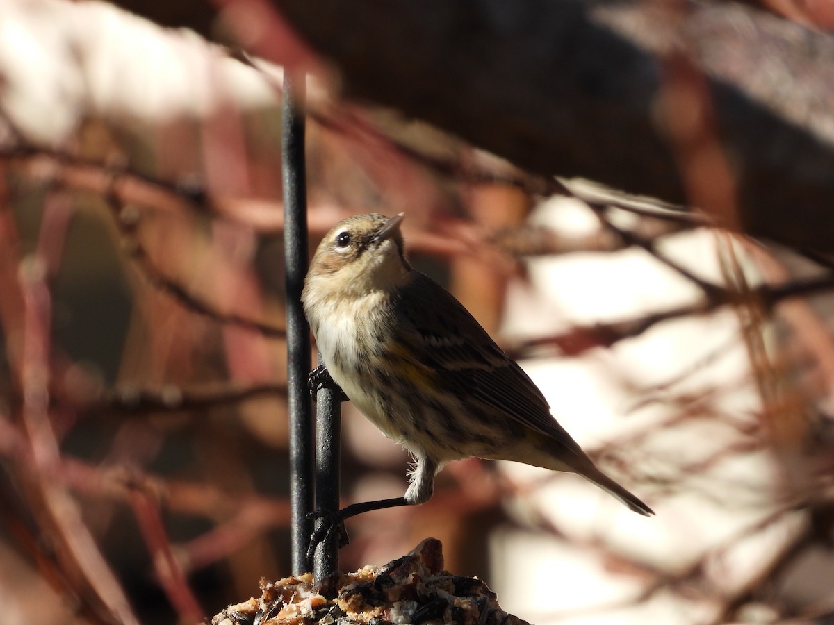 Yellow-rumped Warbler - ML646080477