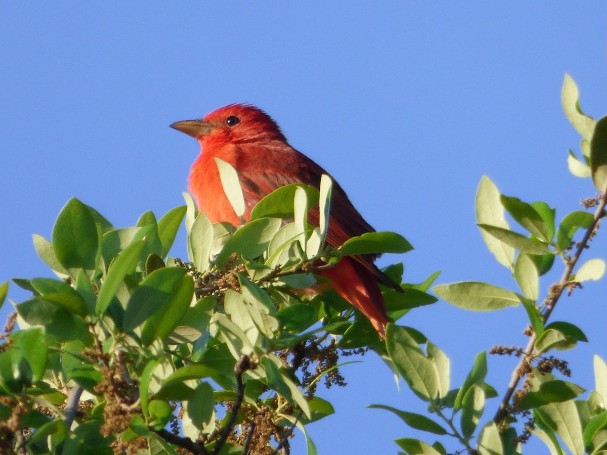 Summer Tanager - ML646080478