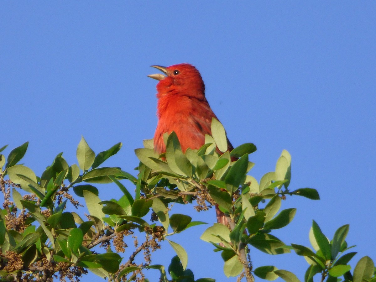 Summer Tanager - ML646080479
