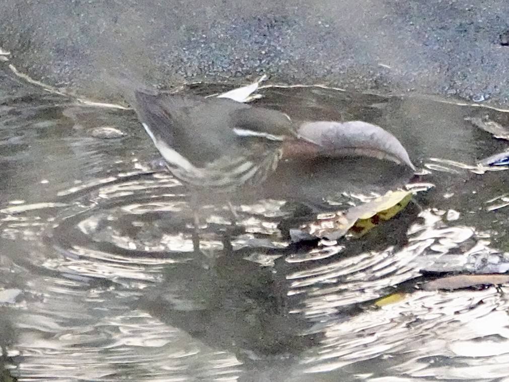 Louisiana Waterthrush - ML646080484