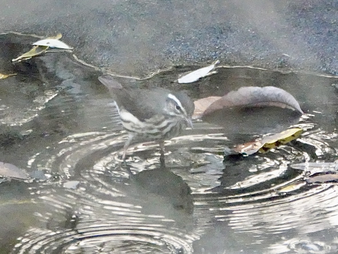 Louisiana Waterthrush - ML646080485