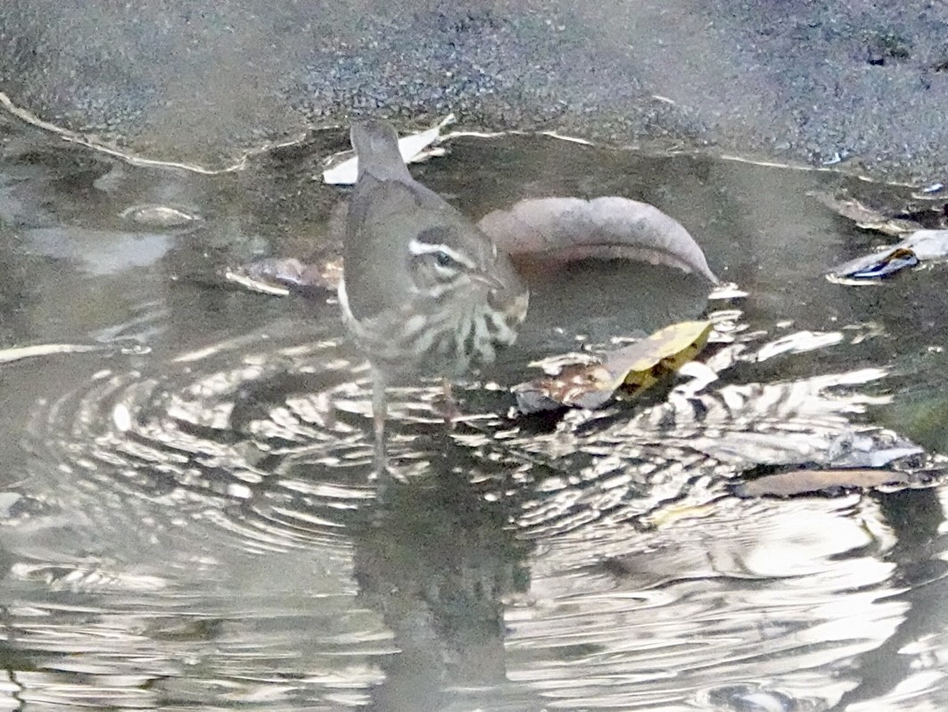 Louisiana Waterthrush - ML646080486