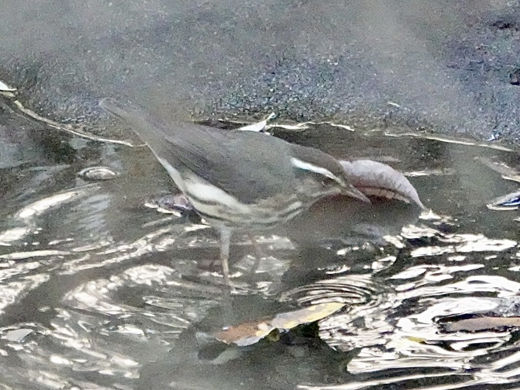 Louisiana Waterthrush - ML646080489