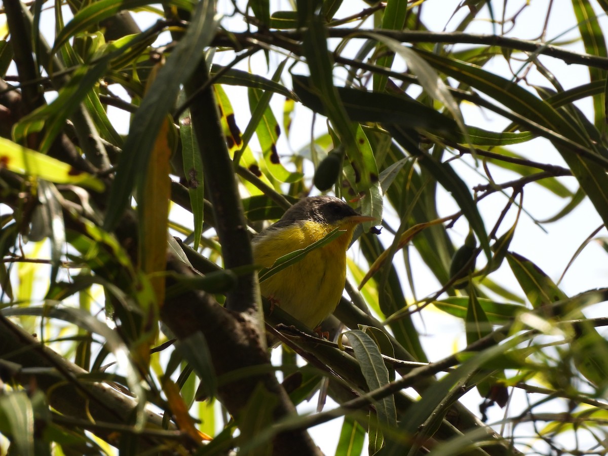 Tropical Parula - ML646080491