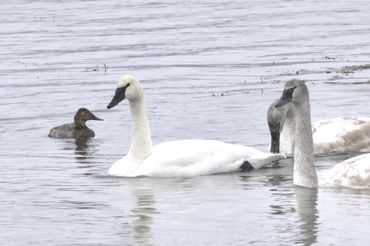 帆背潛鴨 - ML646080502