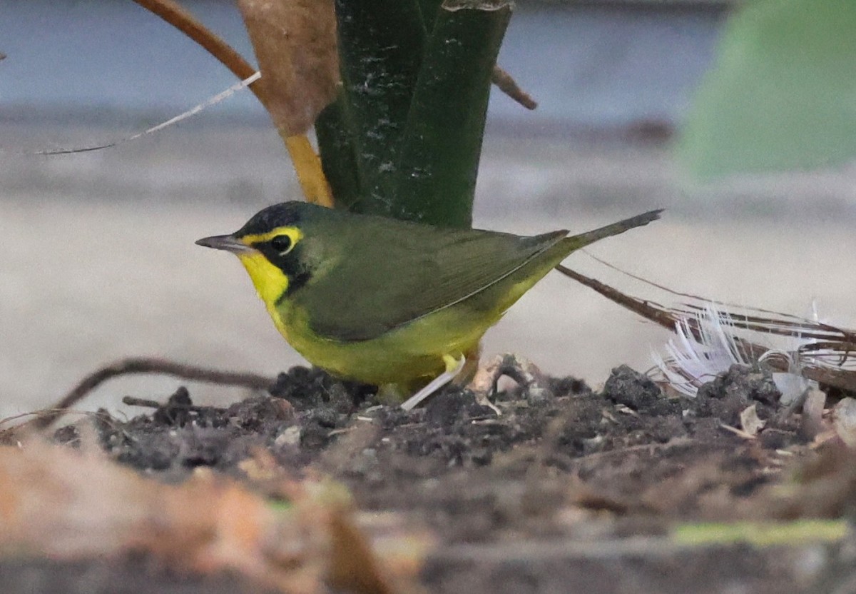 Kentaki Ötleğeni - ML646080503