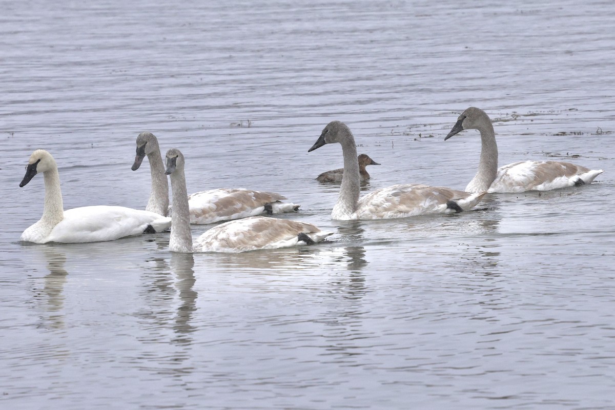 帆背潛鴨 - ML646080505