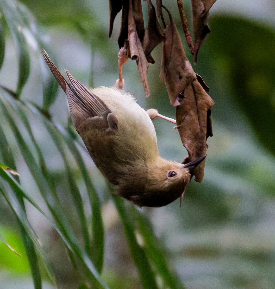 Large-billed Scrubwren - ML646080507