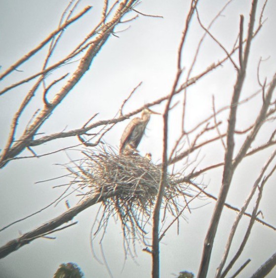 Great Blue Heron (Great Blue) - ML646080508