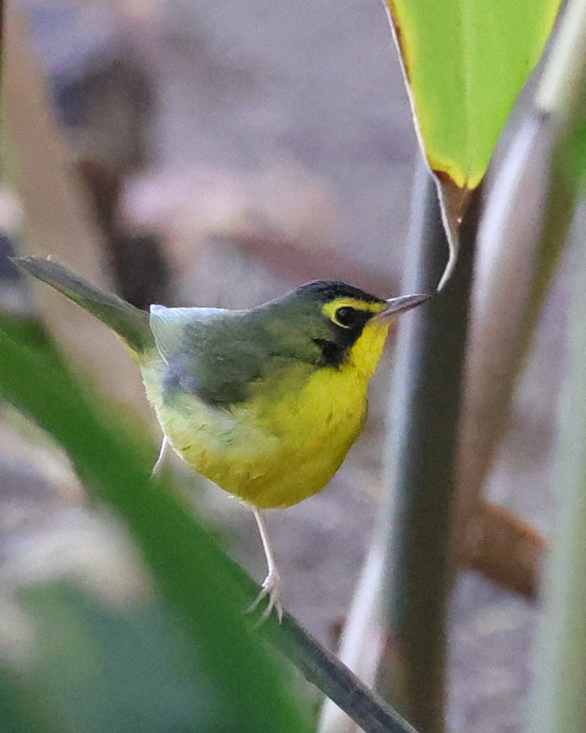 Kentaki Ötleğeni - ML646080509