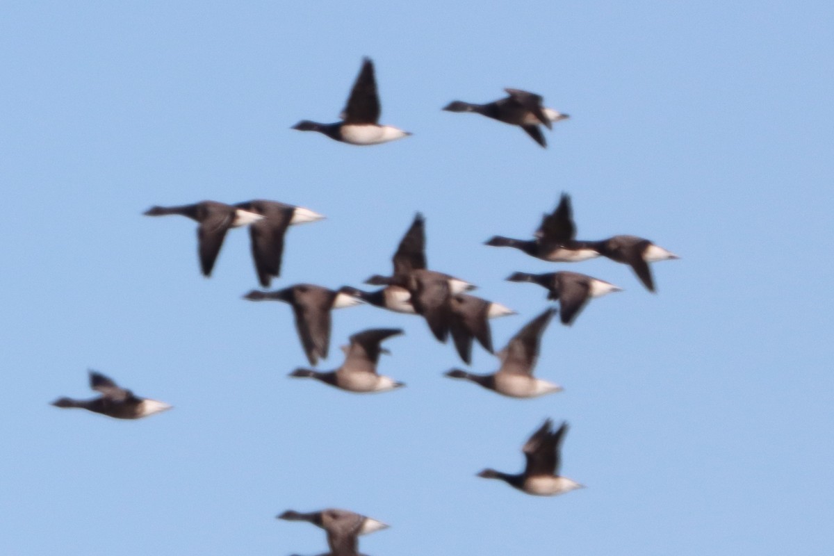 黑雁 - ML646080510