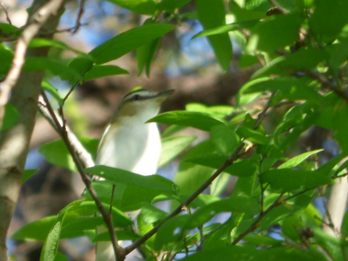Red-eyed Vireo - ML646080511