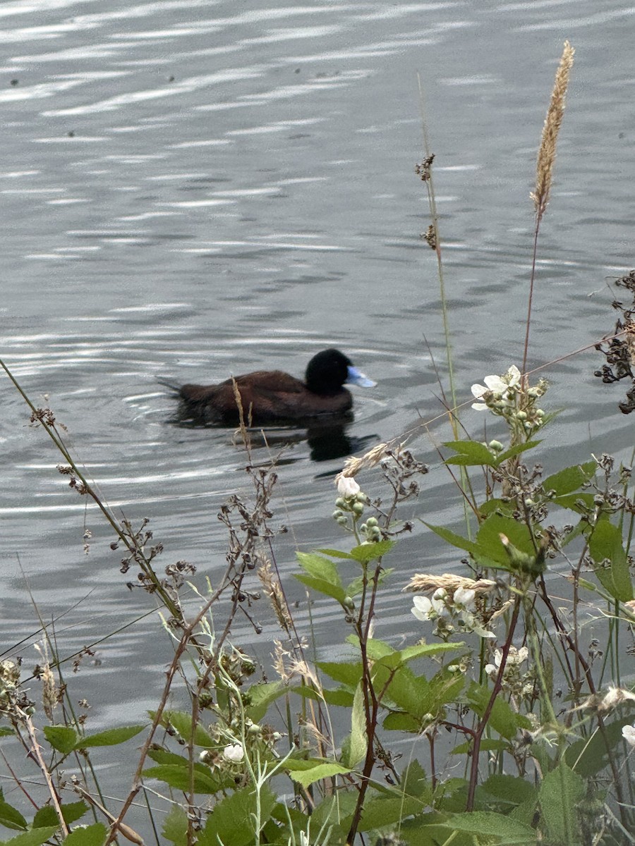 Blue-billed Duck - ML646080512