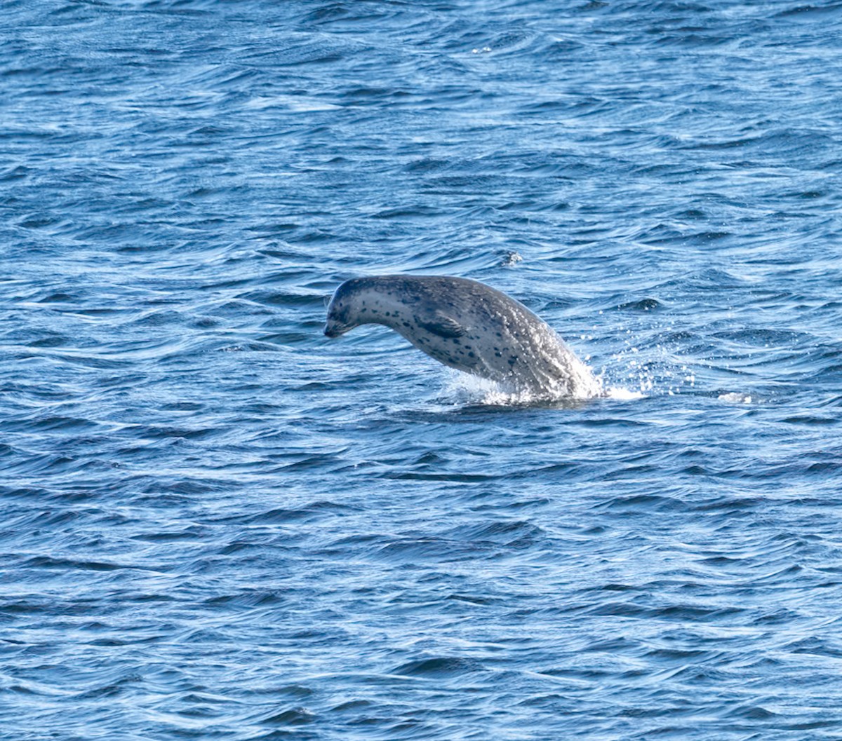 Harbor Seal - ML646080522