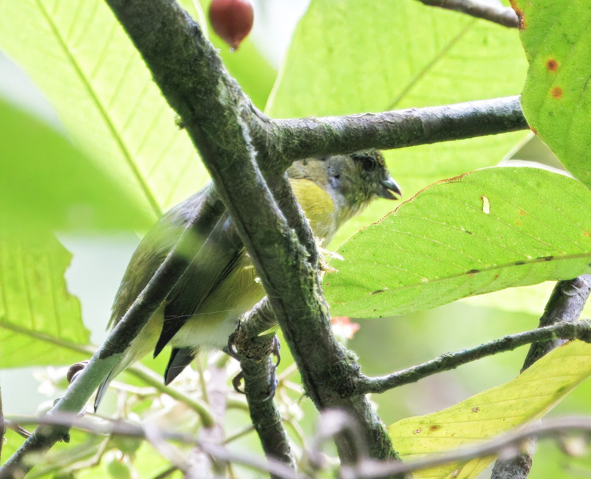 Yellow-throated Euphonia - ML646080524
