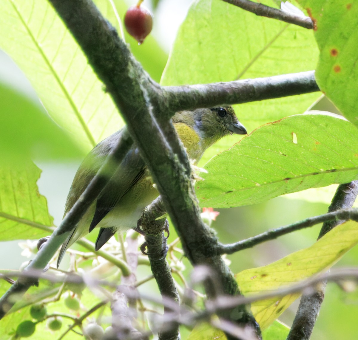 Yellow-throated Euphonia - ML646080525