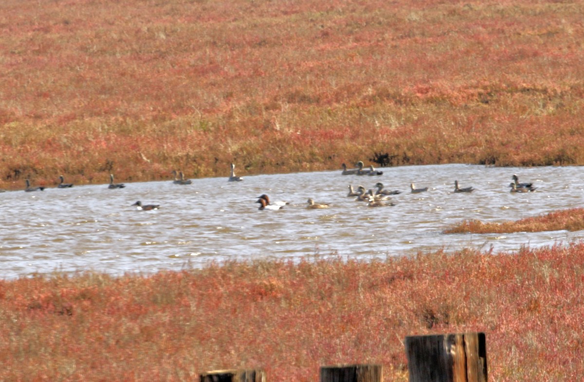 帆背潛鴨 - ML646080526