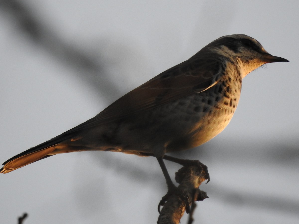 斑點鶇 - ML646080527