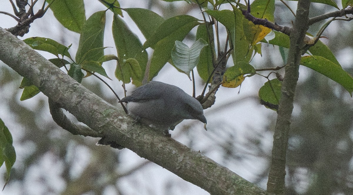 花翅山椒鳥 - ML646080531