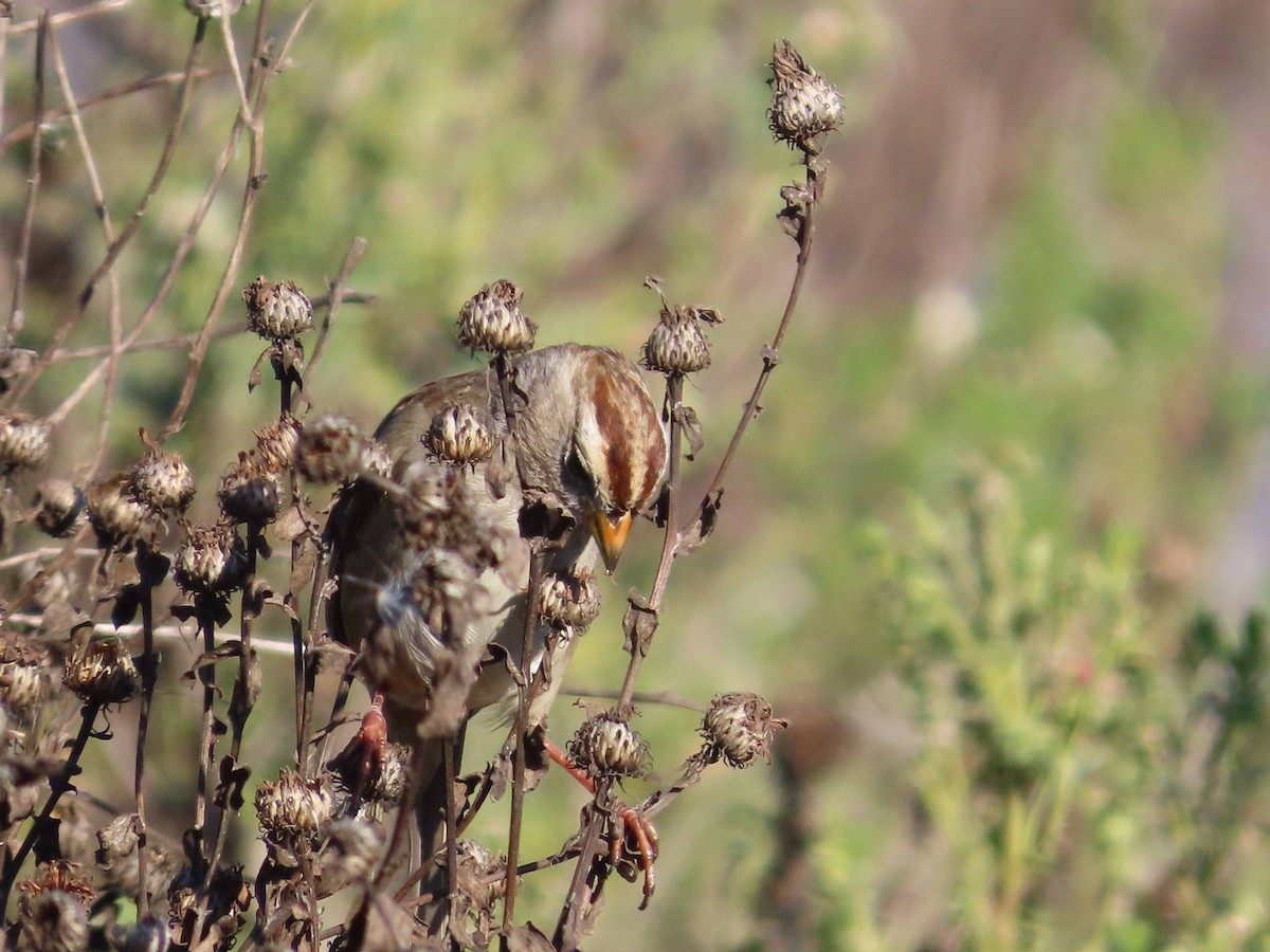 White-crowned Sparrow - ML646080533