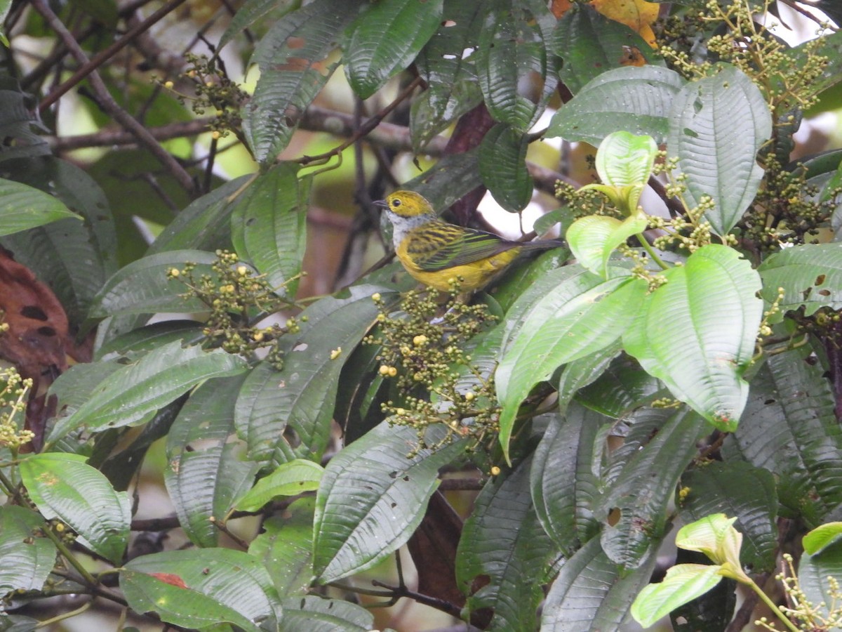 Silver-throated Tanager - ML646080535