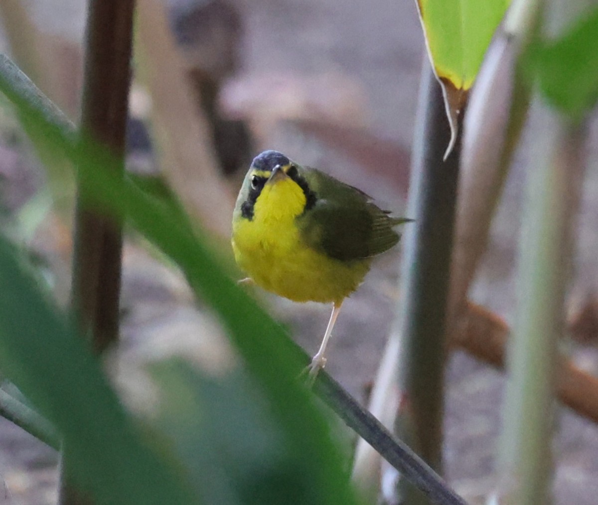 Kentaki Ötleğeni - ML646080536