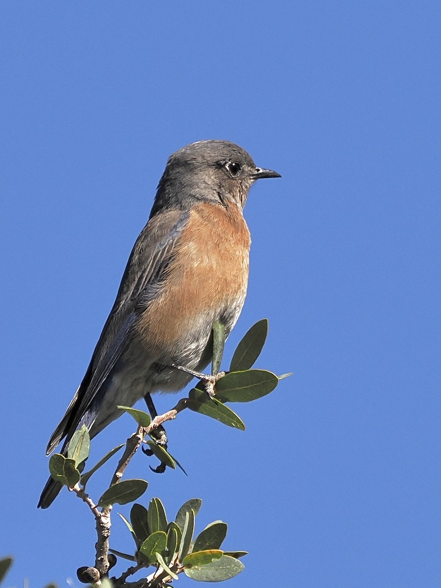 Blaukehl-Hüttensänger - ML646080538