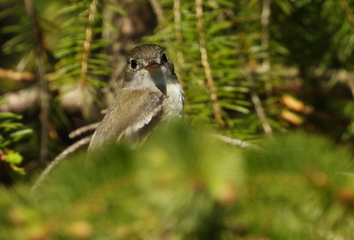 Least Flycatcher - ML646080539