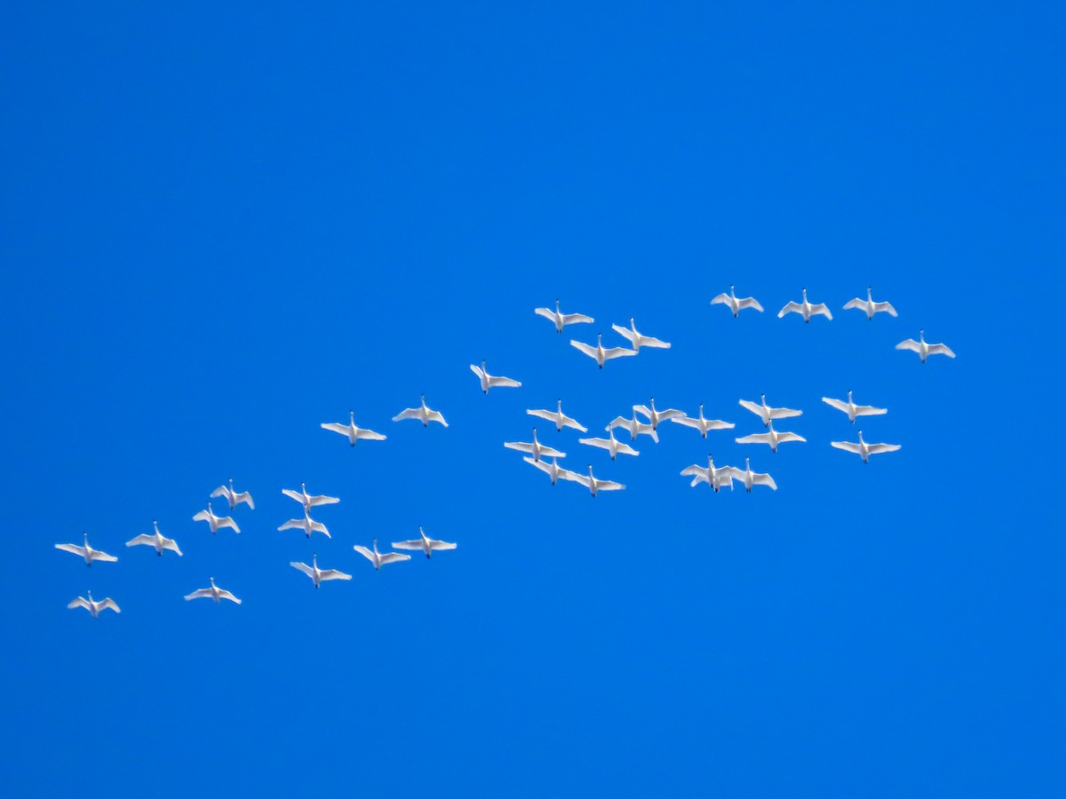 Cigno minore - ML646080540