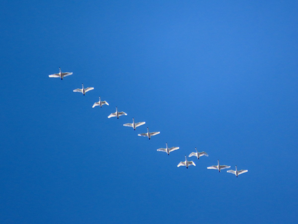 Cigno minore - ML646080541