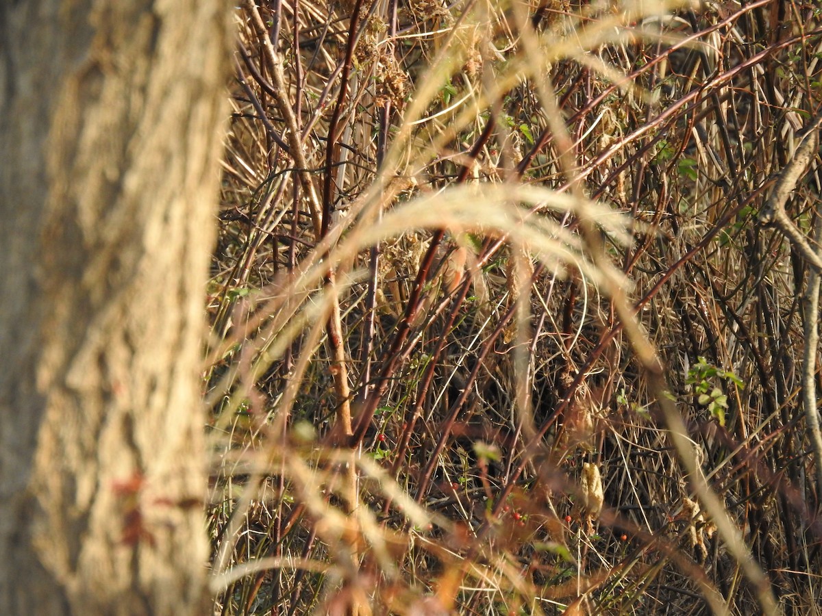 Vinous-throated Parrotbill - ML646080545