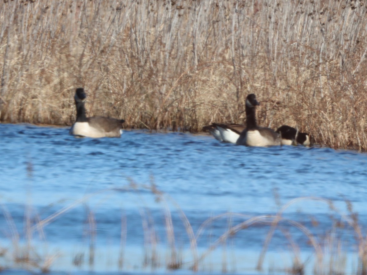 ברנטה קנדית - ML646080546