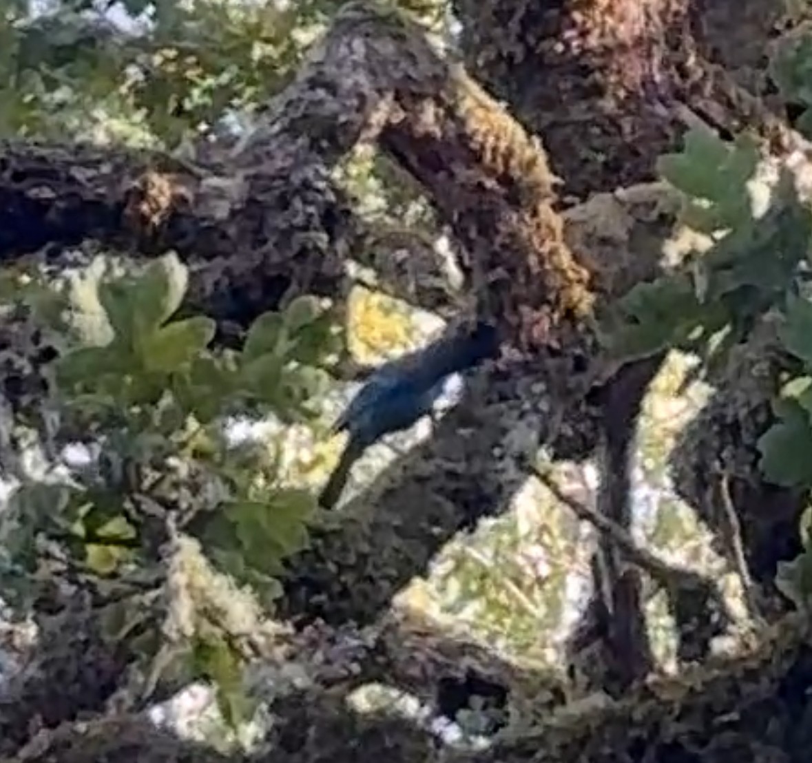 Steller's Jay - ML646080547