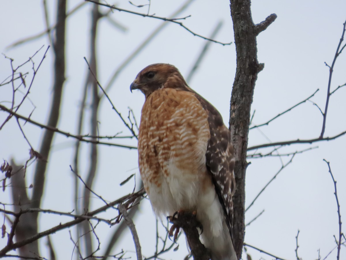 Red-shouldered Hawk - ML646080550