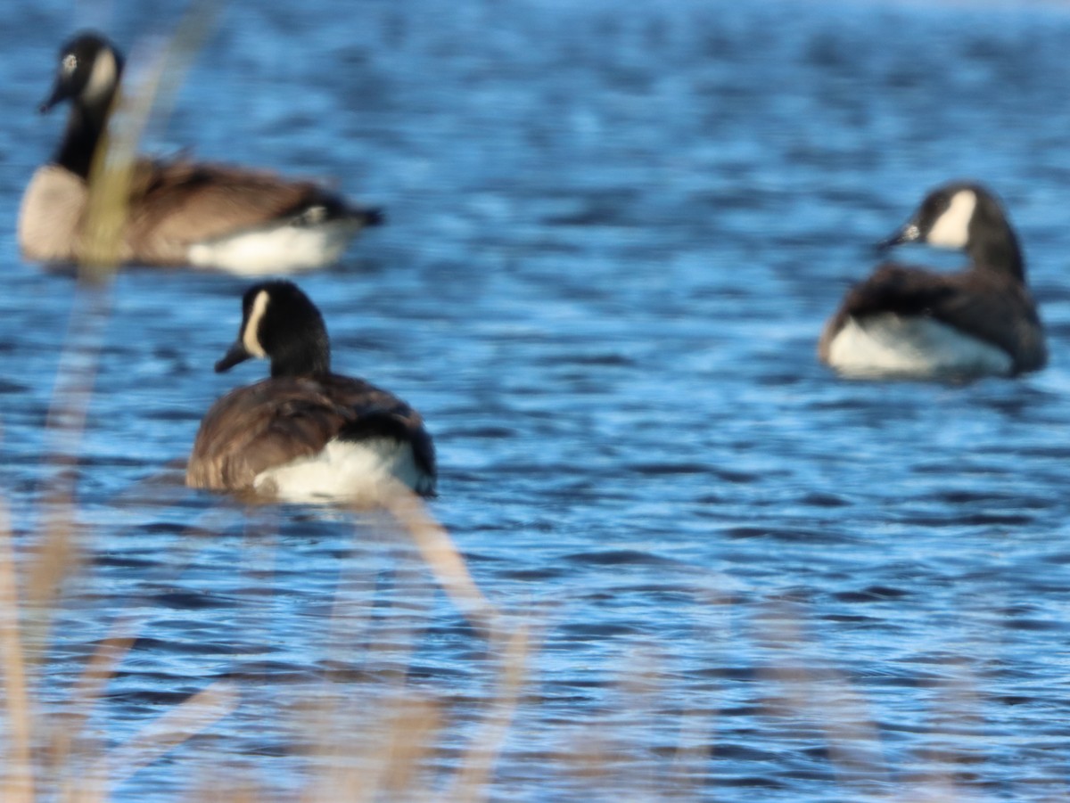 ברנטה קנדית - ML646080551