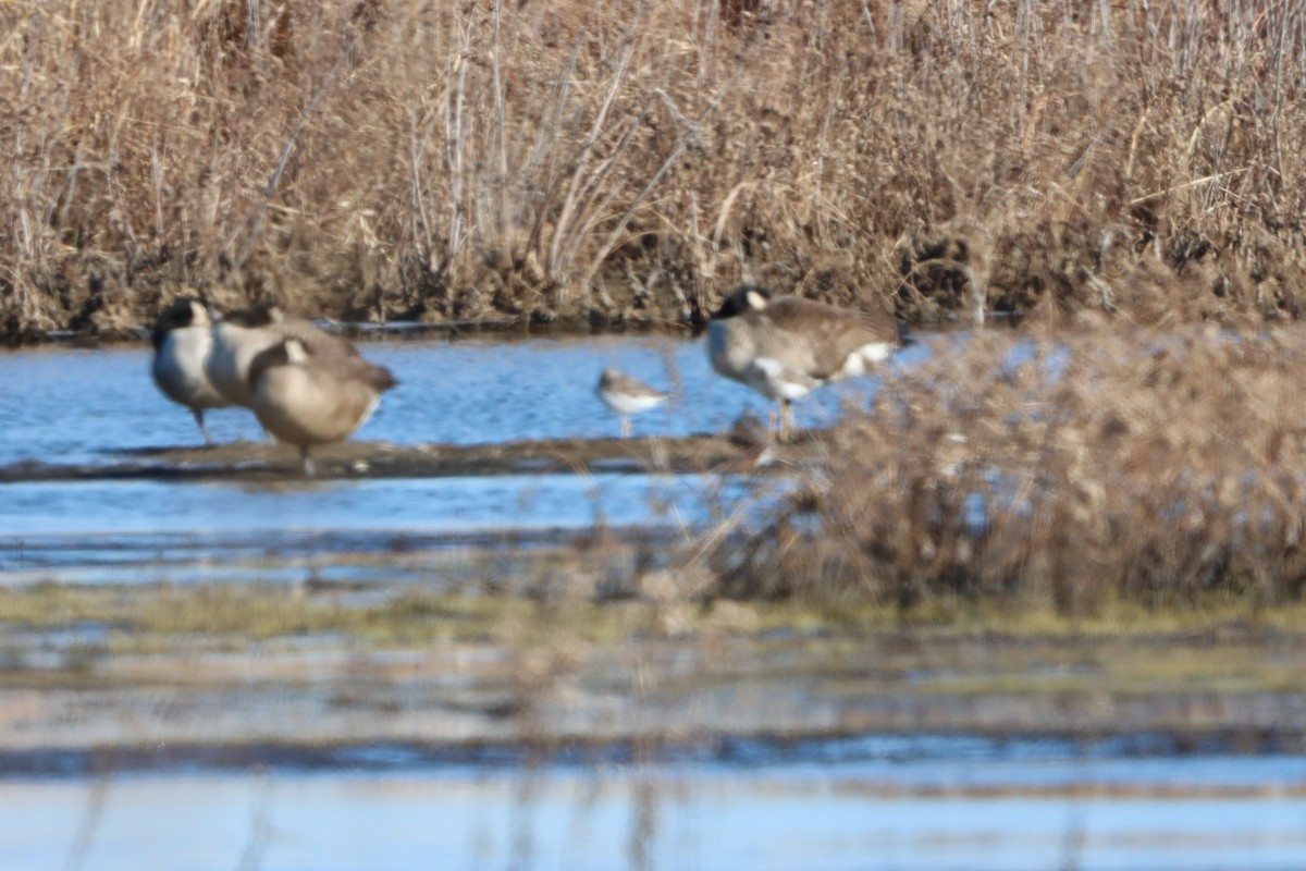 ברנטה קנדית - ML646080552