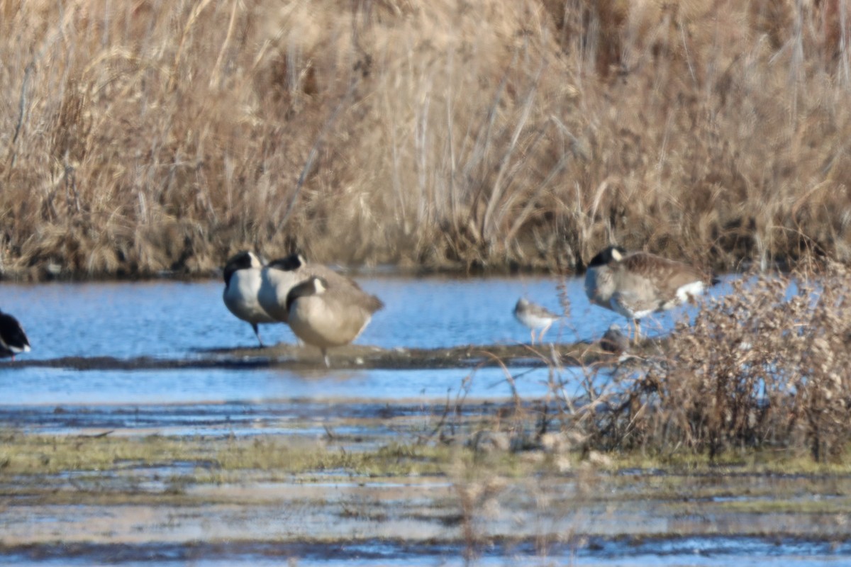 ברנטה קנדית - ML646080553