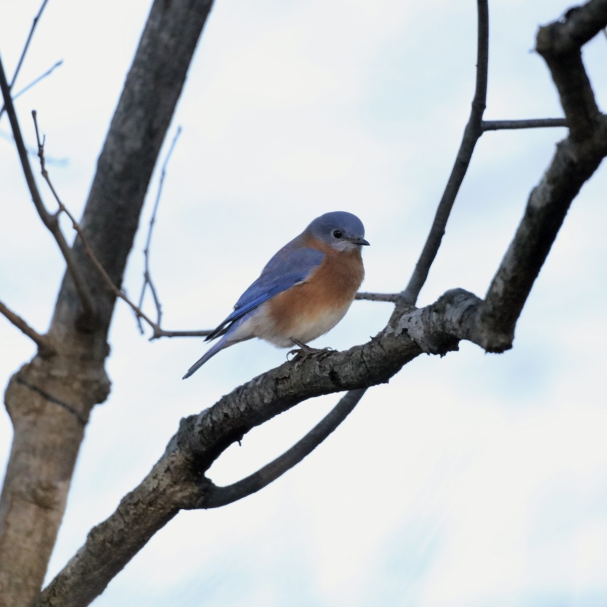 Eastern Bluebird - ML646080557