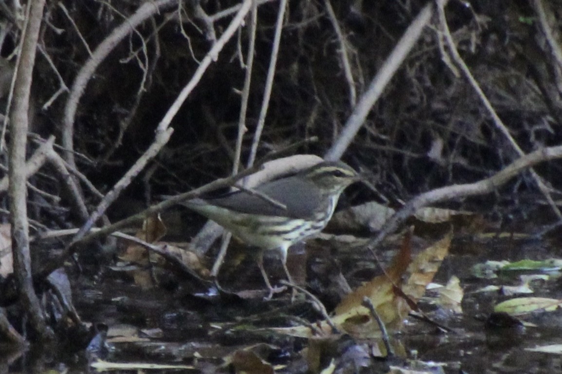 Northern Waterthrush - ML646080566