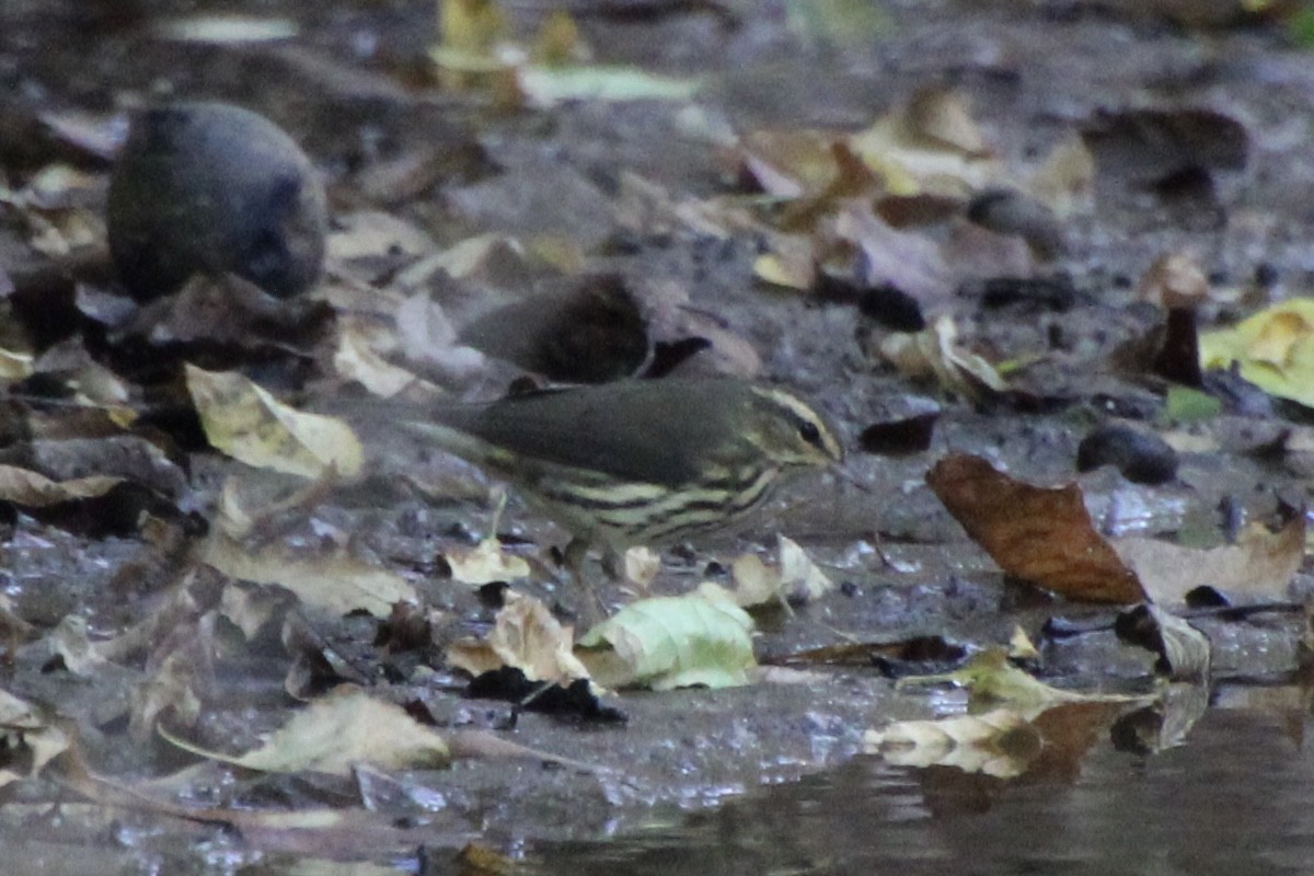 Northern Waterthrush - ML646080567