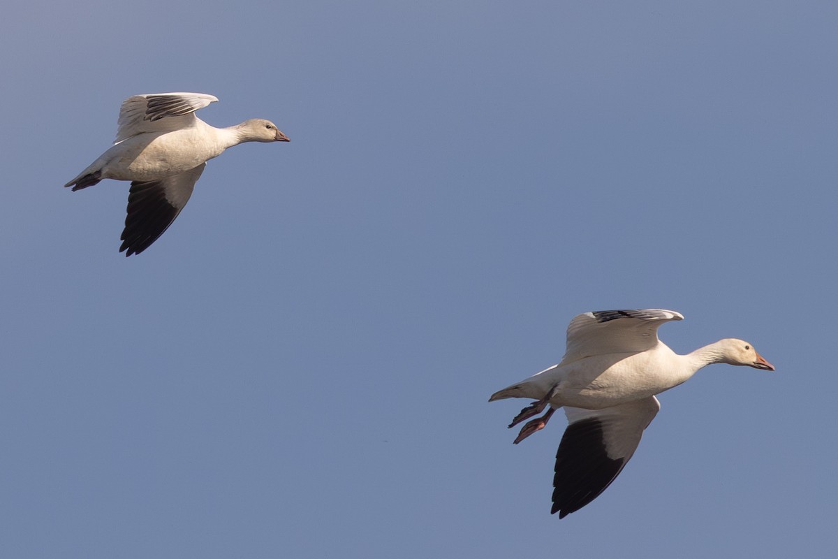 Ross's Goose - ML646080568