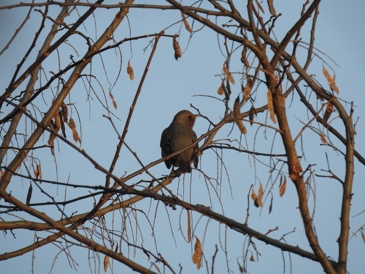 Red-throated Thrush - ML646080571